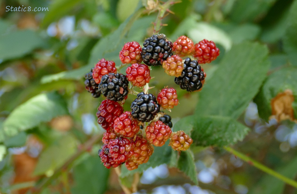Blackberries on the vine, in various stages of ripeness
