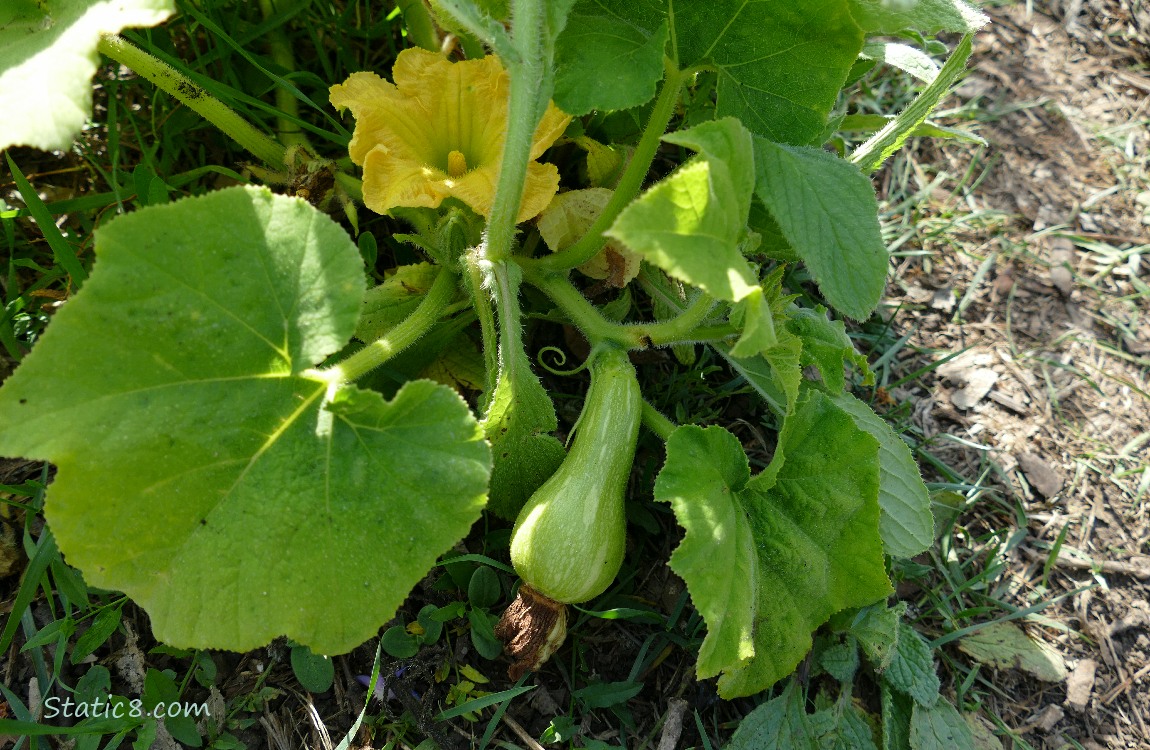Butternut squash growing on the vine