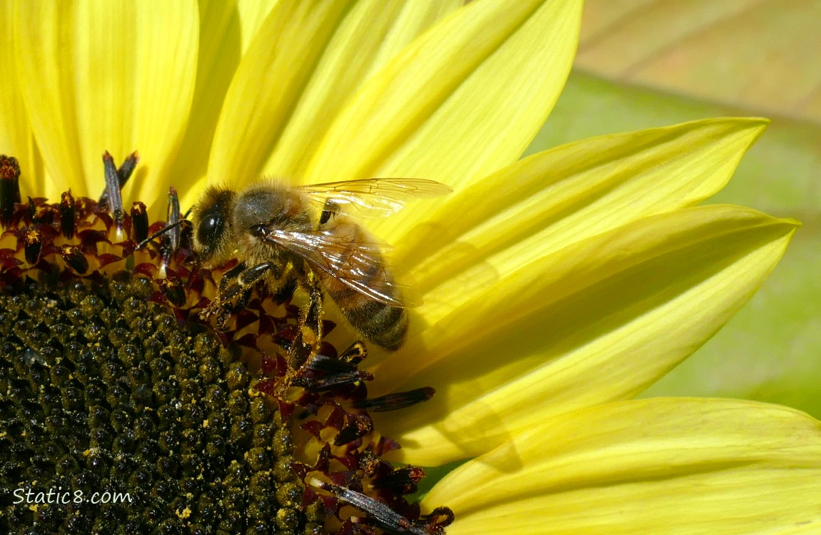European Honey Bee on a sunflower