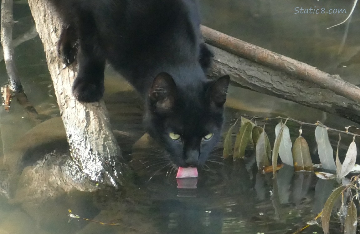 Black cat standing on branch leaning into the water, drinking water