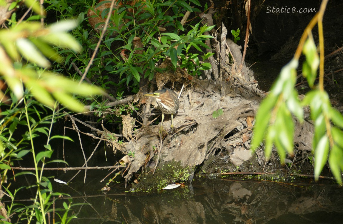 Green Heron standing near the water, almost perfectly camoflagued in her surroundings