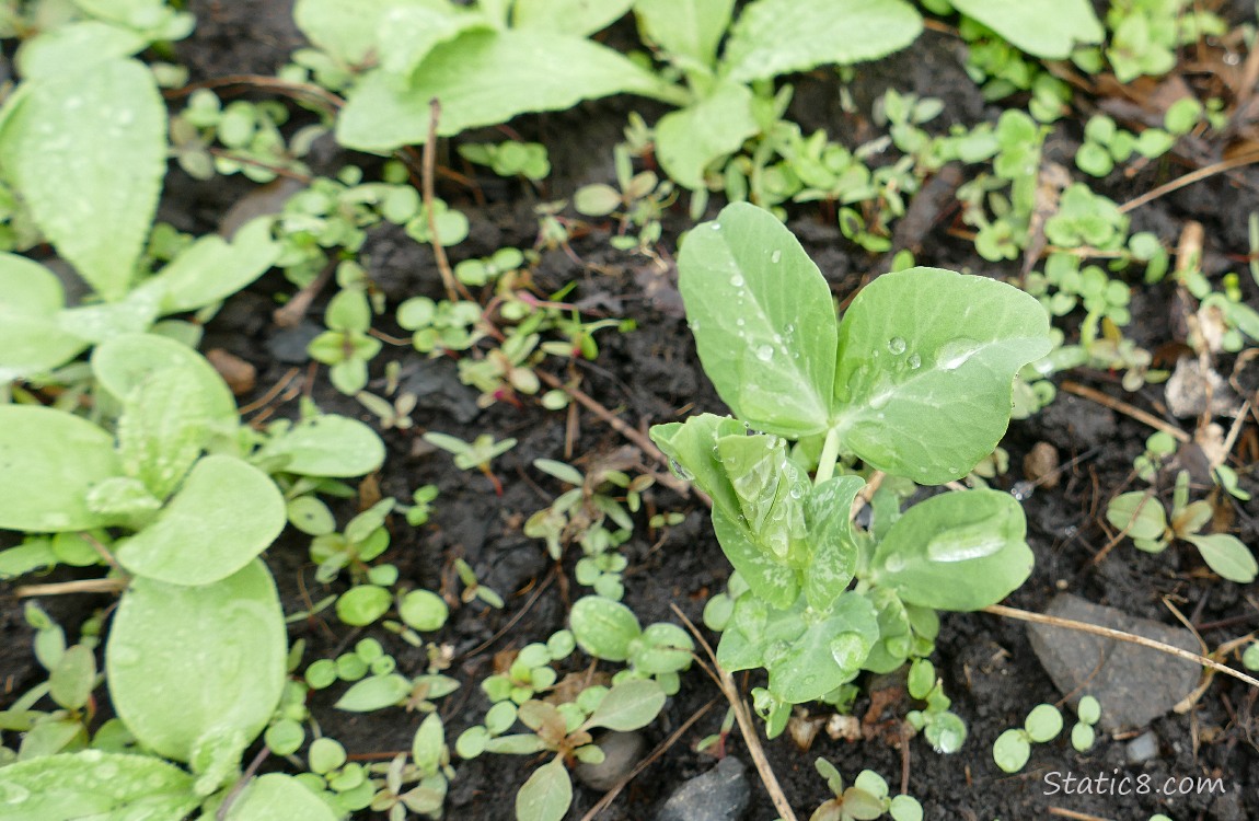 Pea plant seedling