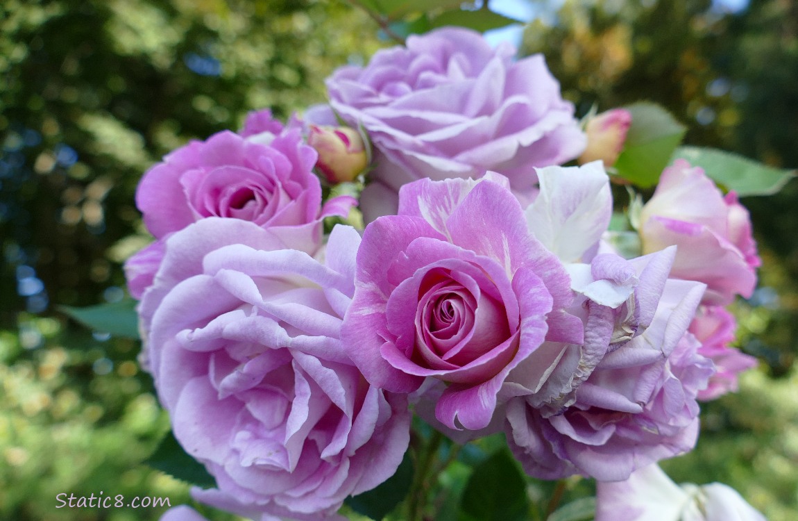 Group of rose blooms