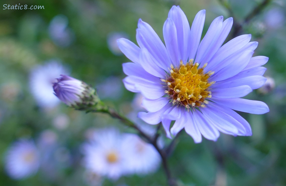 Aster blooms