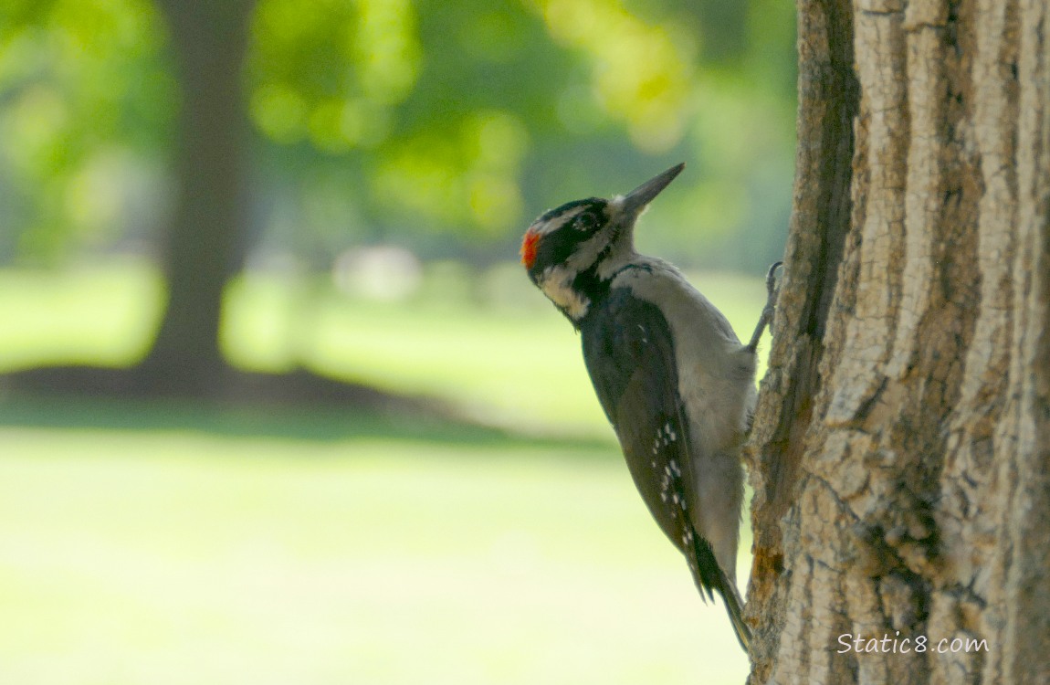 Hairy Woodpecker standing on the side of a tree trunk with the park in the background