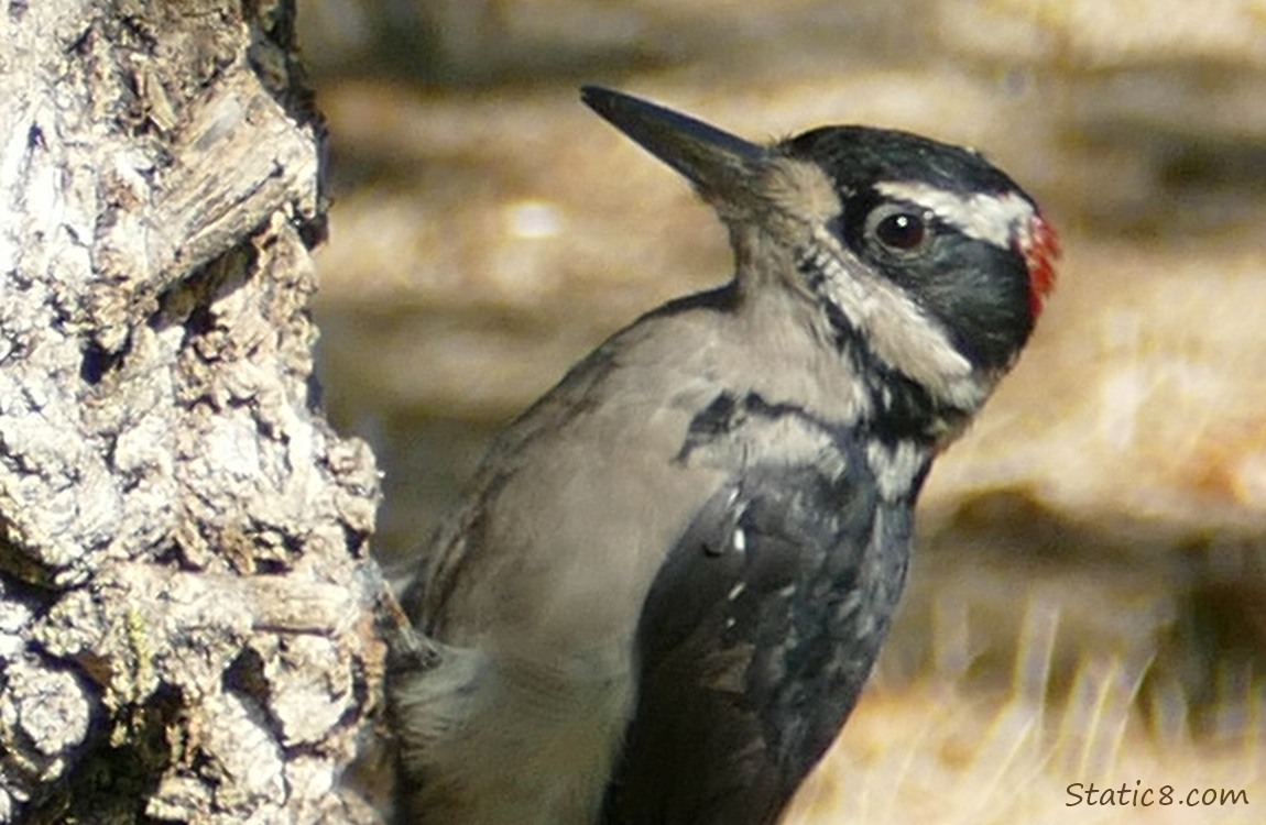 Hairy Woodpecker standing on the side of a tree trunk