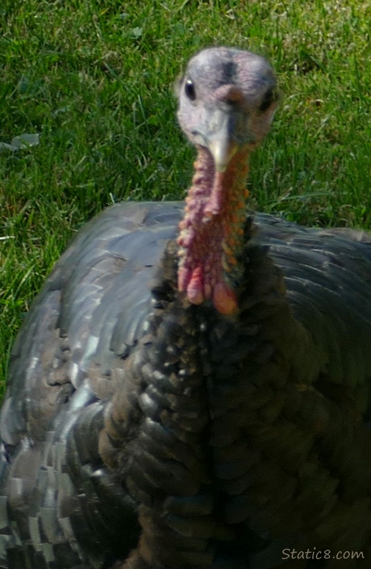 Wild Turkey, close up