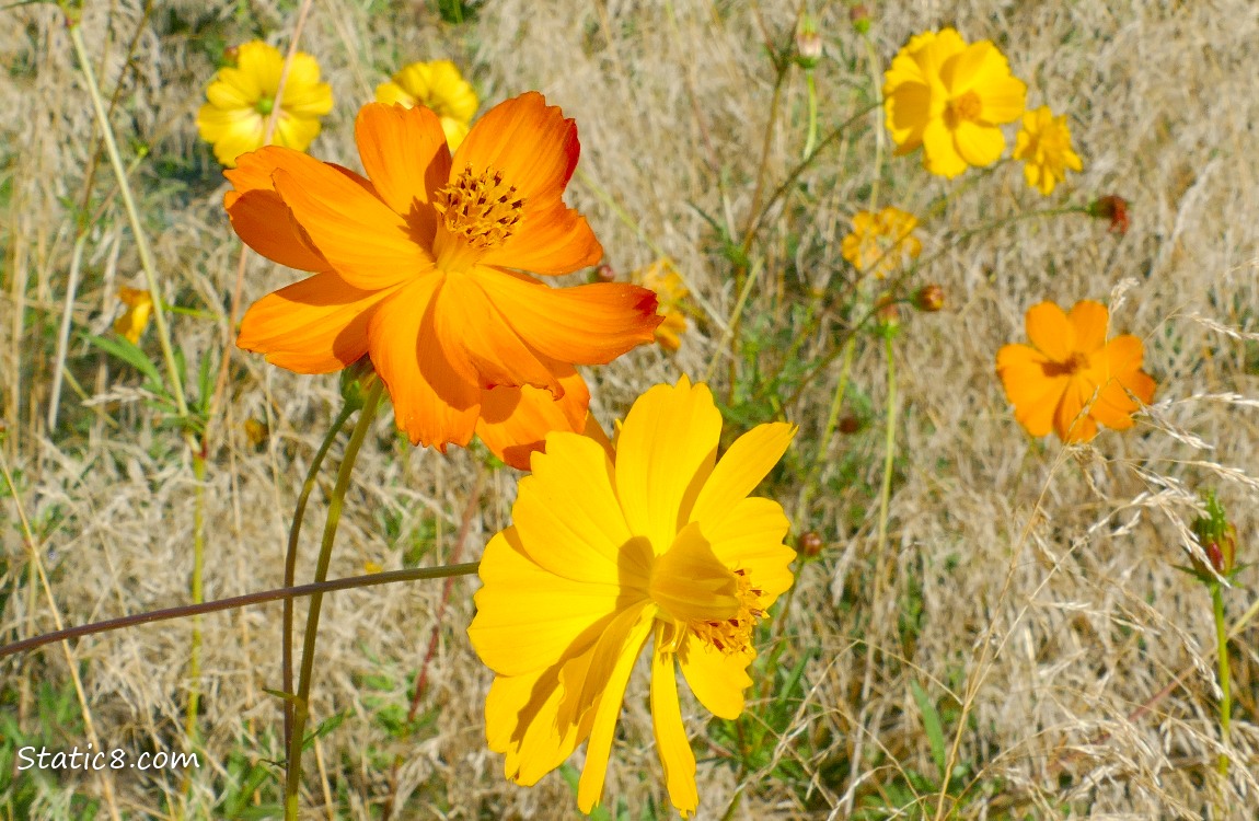 Orange and Yellow wildflowers