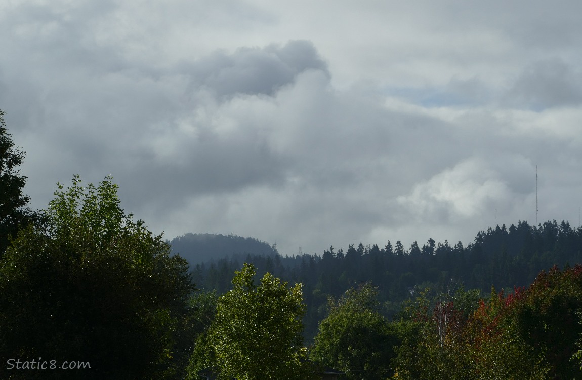 Heavy clouds over the trees