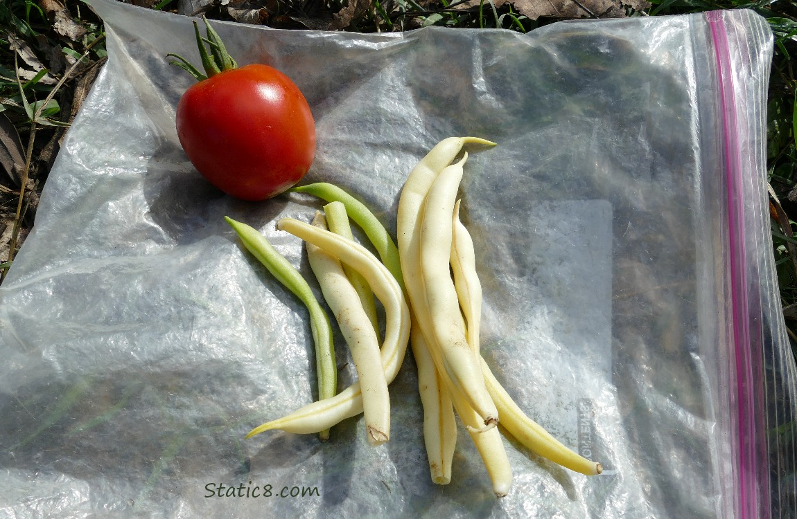 harvest, one tomato and a handful of wax beans