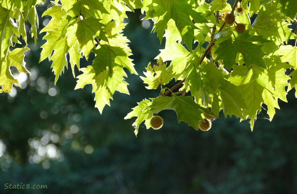 Sycamore leaves and fruits caught in the sunlight