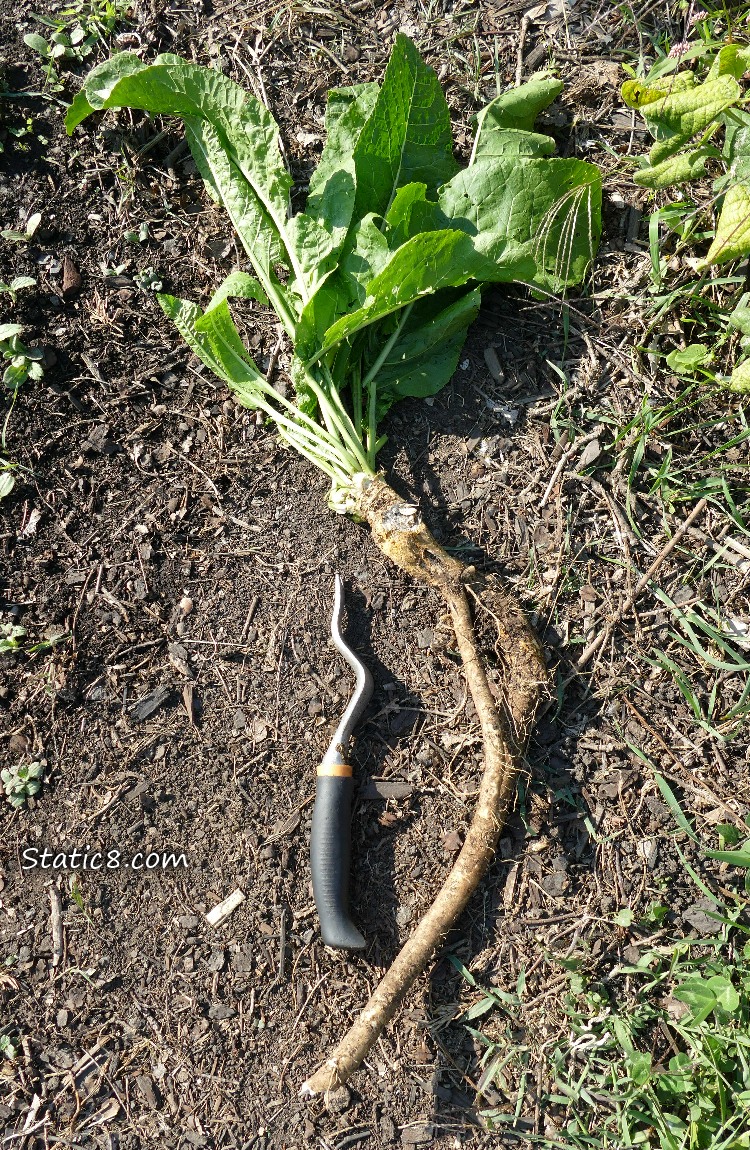 Horseradish root pulled up and laying on the ground with a dandelion tool