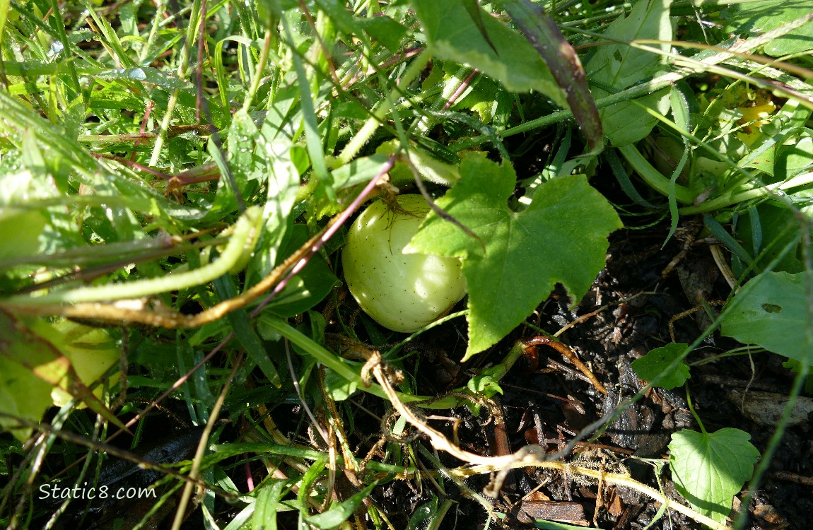 Lemon Cucumber growing on the vine