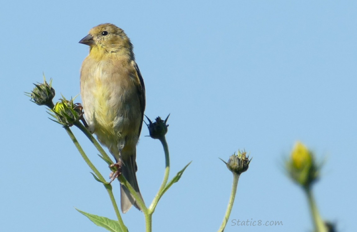 Lesser Goldfinch on a unopened Sunchoke bloom