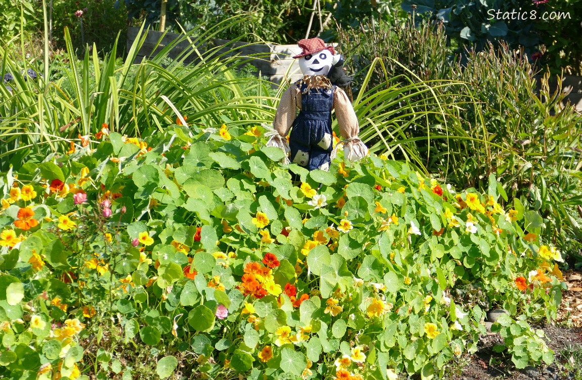 Scarecrow decoration surrounded by Nasturtium blooms