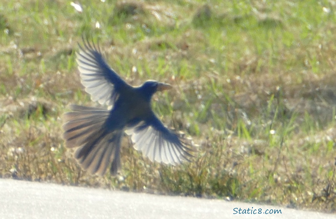 Scrub Jay, taking off from the path