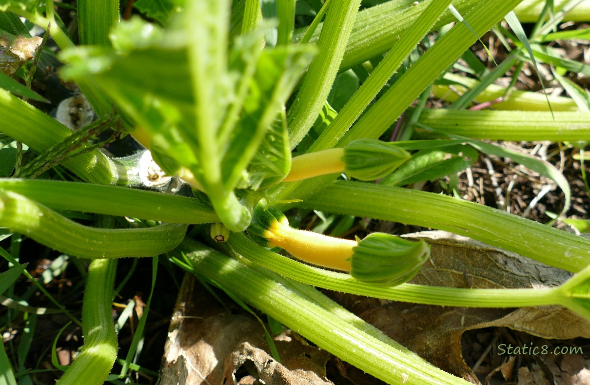 tiny Yellow Zucchini, growing on the vine