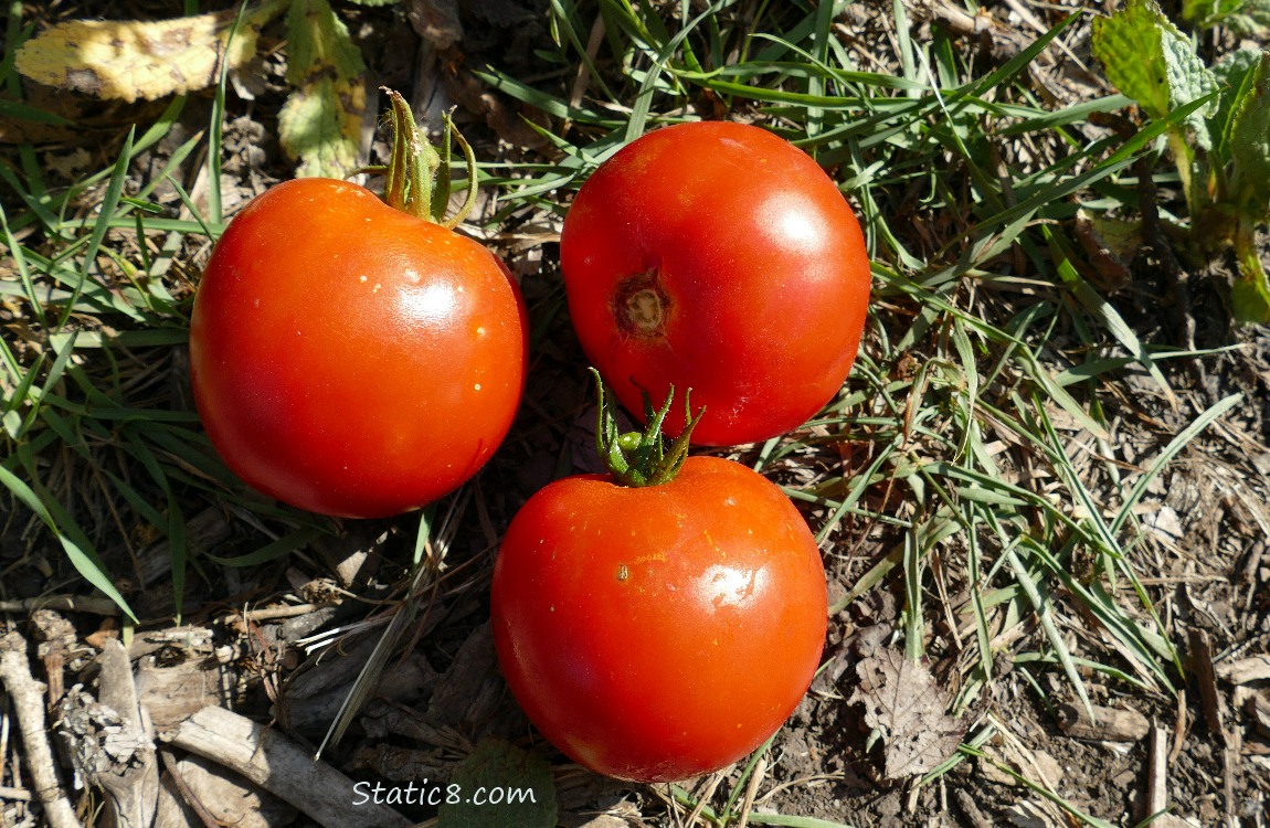 harvest, three tomatoes laying on the ground