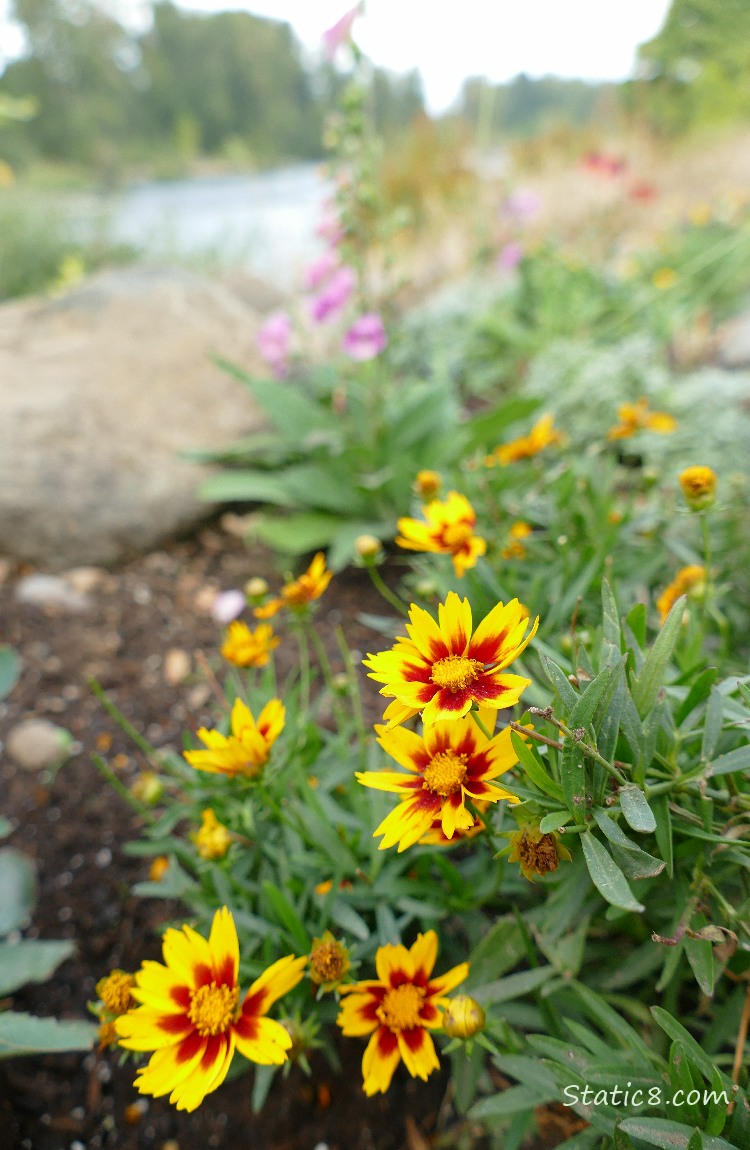 Plains Coreopsis blooms with the river in the background