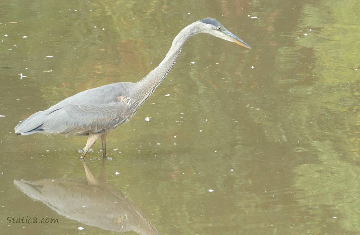 Great Blue Heron, standing in water, hunting