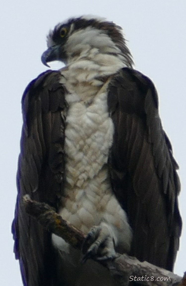 Osprey standing on a snag