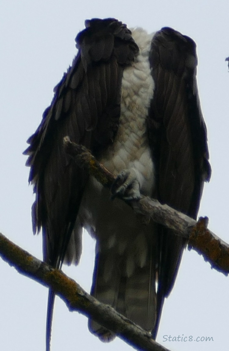 Osprey standing on a snag