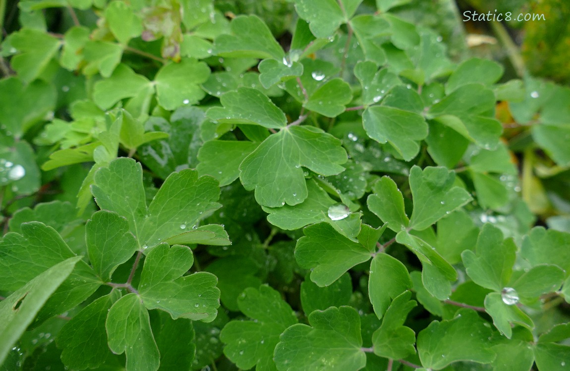 Columbine leaves with rain drops