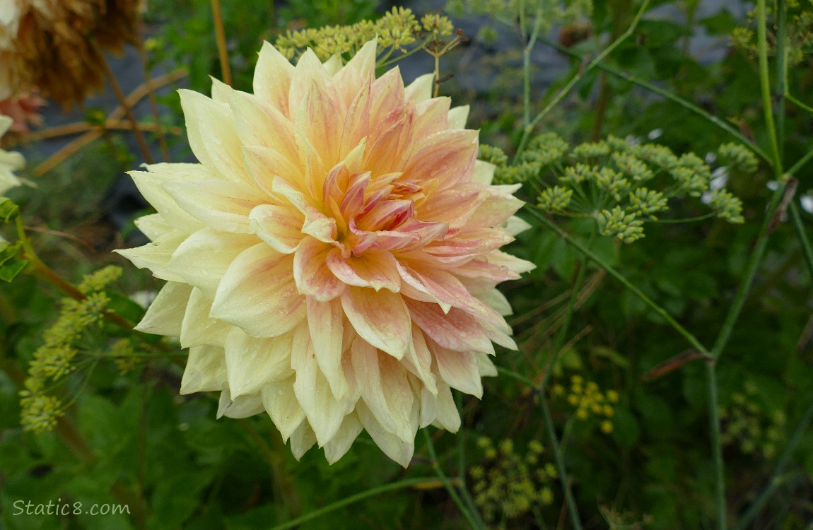 Dahlia bloom surrounded by dill blooms