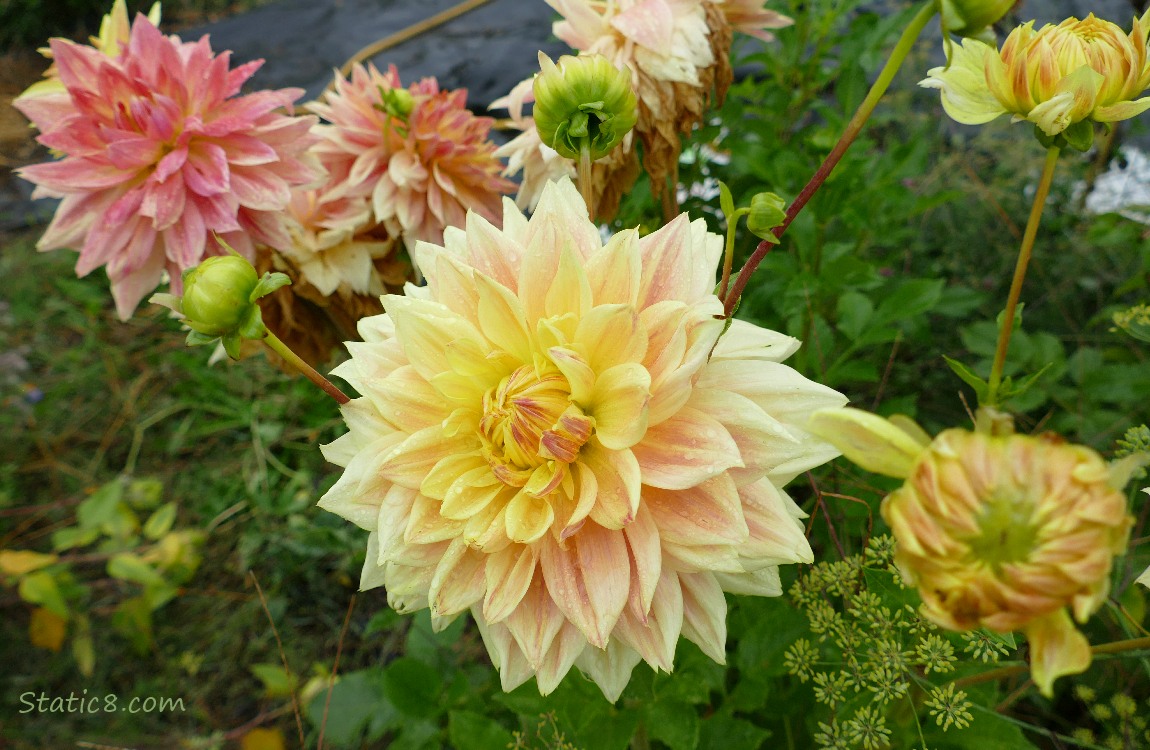 yellow and pink Dahlia blooms