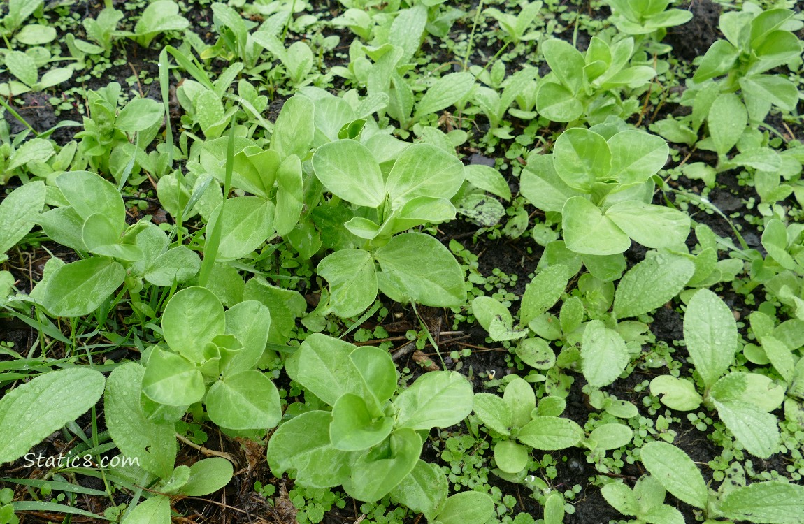 Fava seedlings