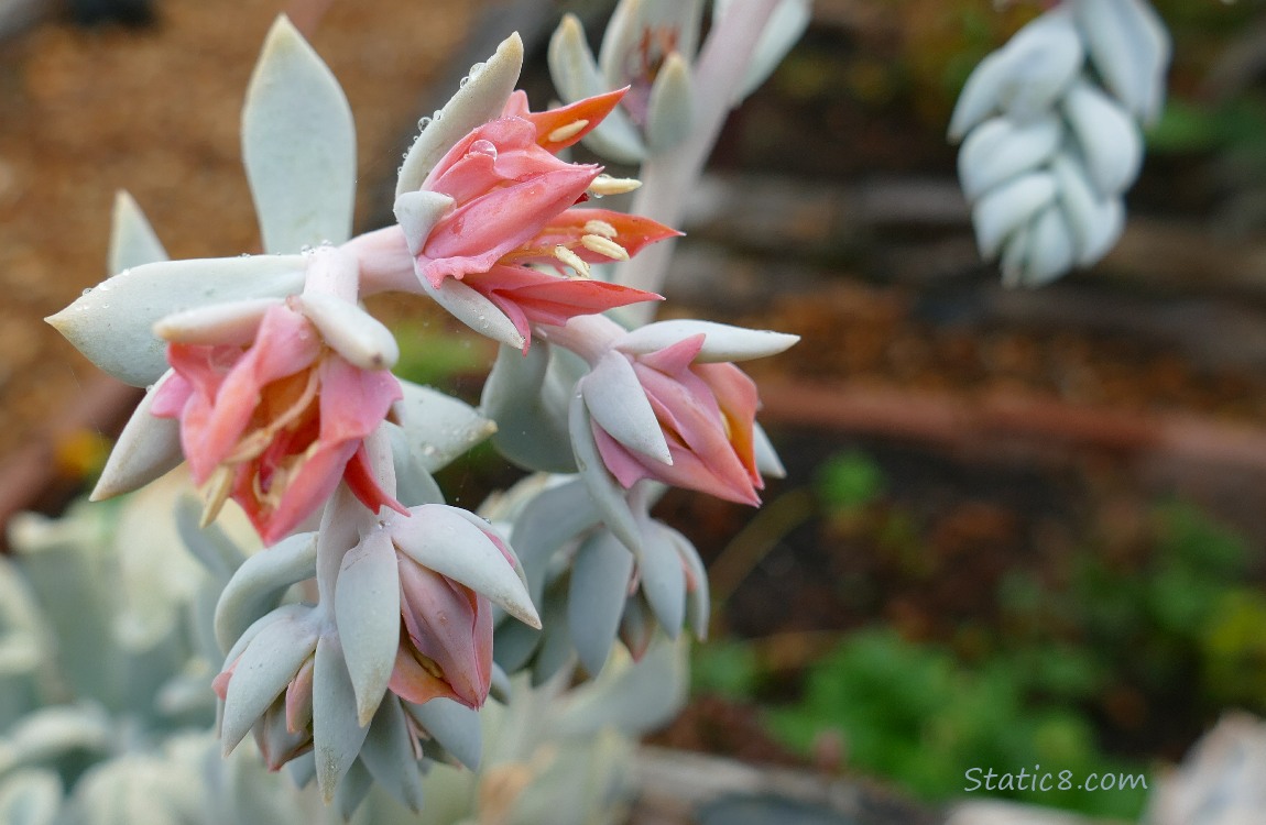 Blooming succulent