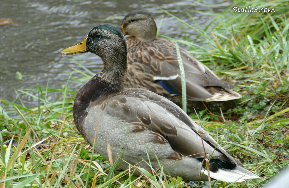 A pair of Mallards sitting in the grass near the creek