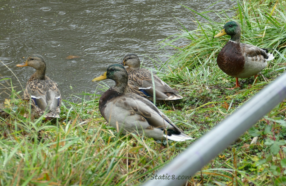 Four Mallard ducks standing on the grass, with the creek in the background, raindrops on the surface
