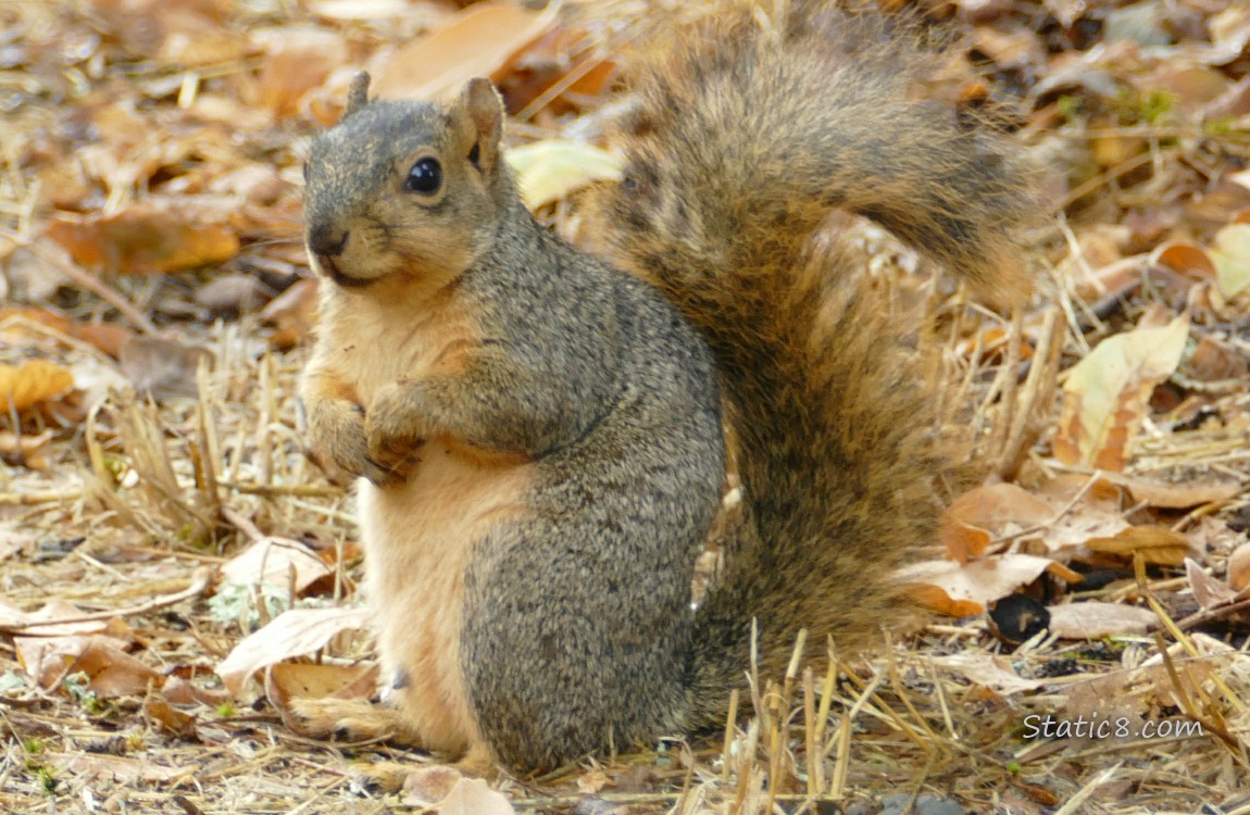 Eastern Fox Squirrel standing on the ground amid fallen leaves