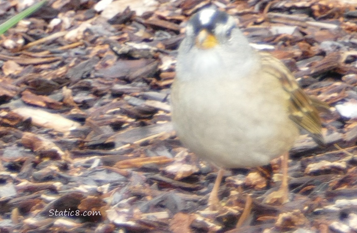 Blurry White Crown Sparrow standing on wood mulched ground