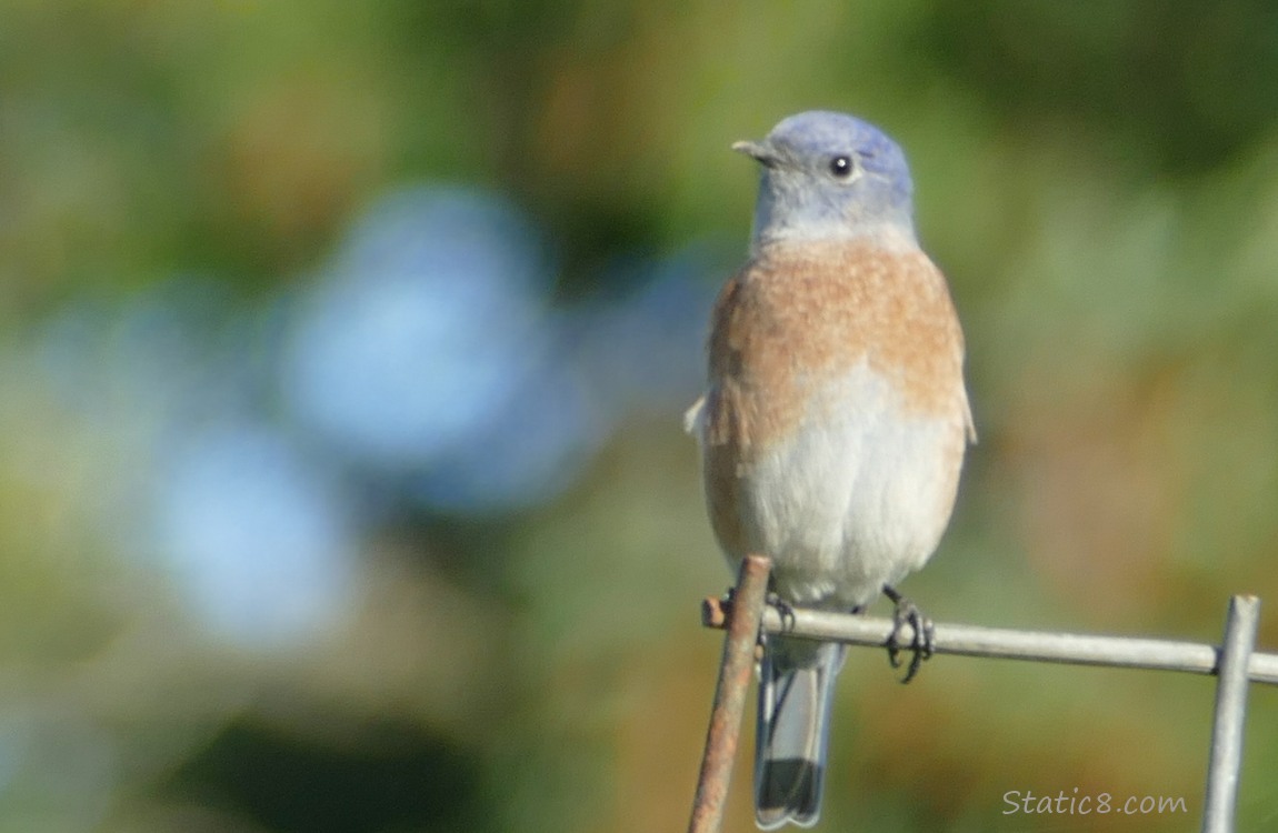 Western Bluebird standing on a wire trellis