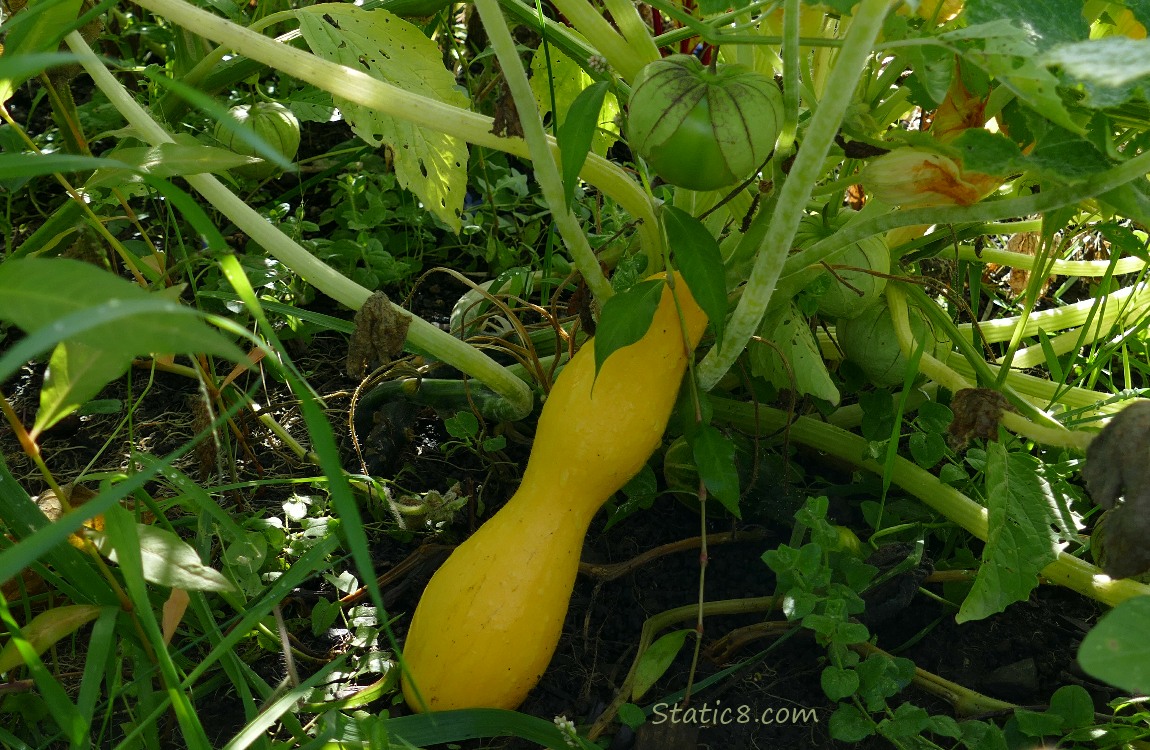 Squash on the vine surrounded by other plants