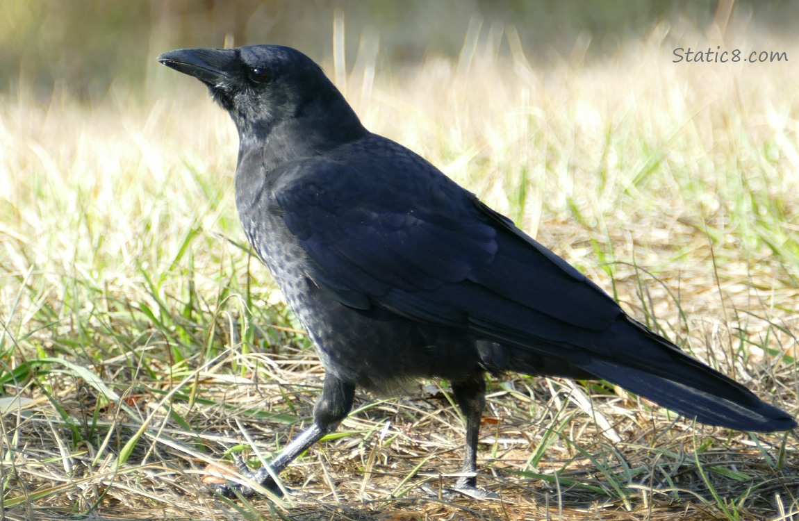 Crow walking in the grass
