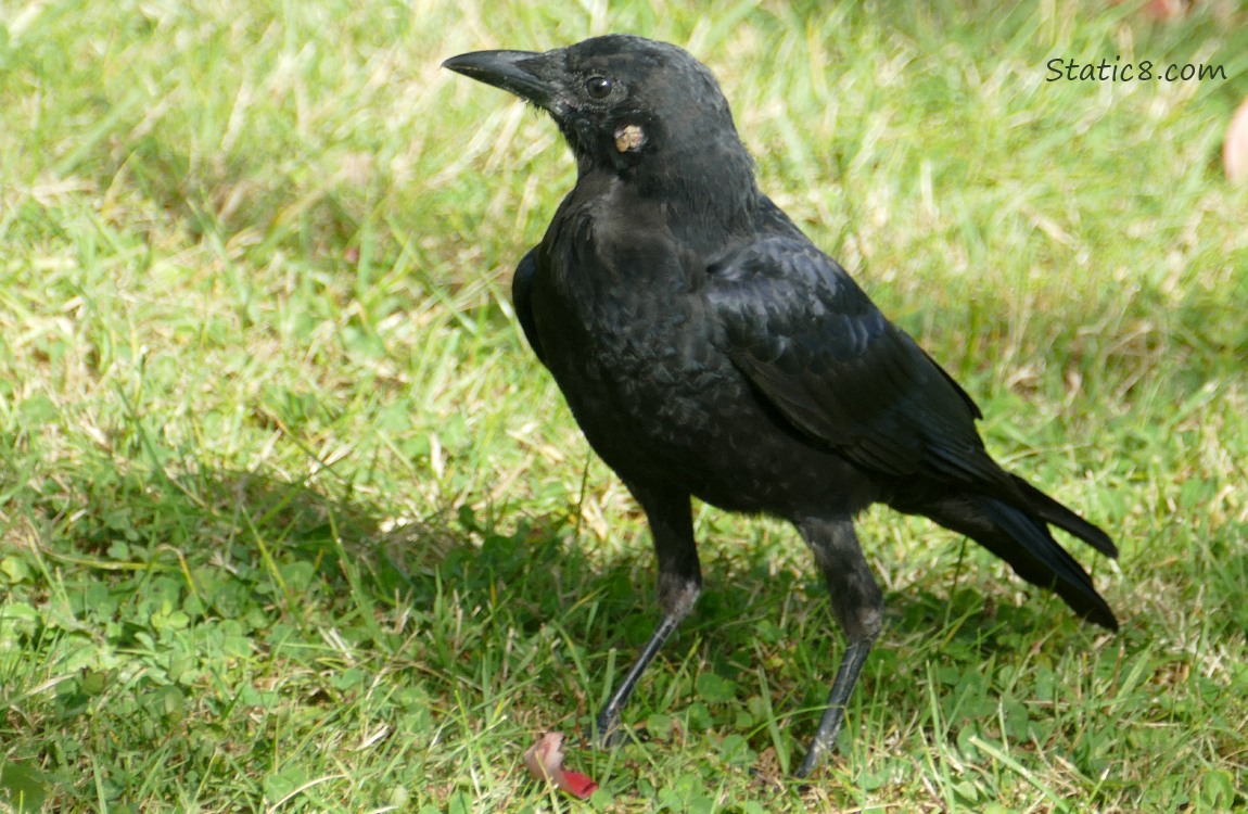 Crow standing in the grass