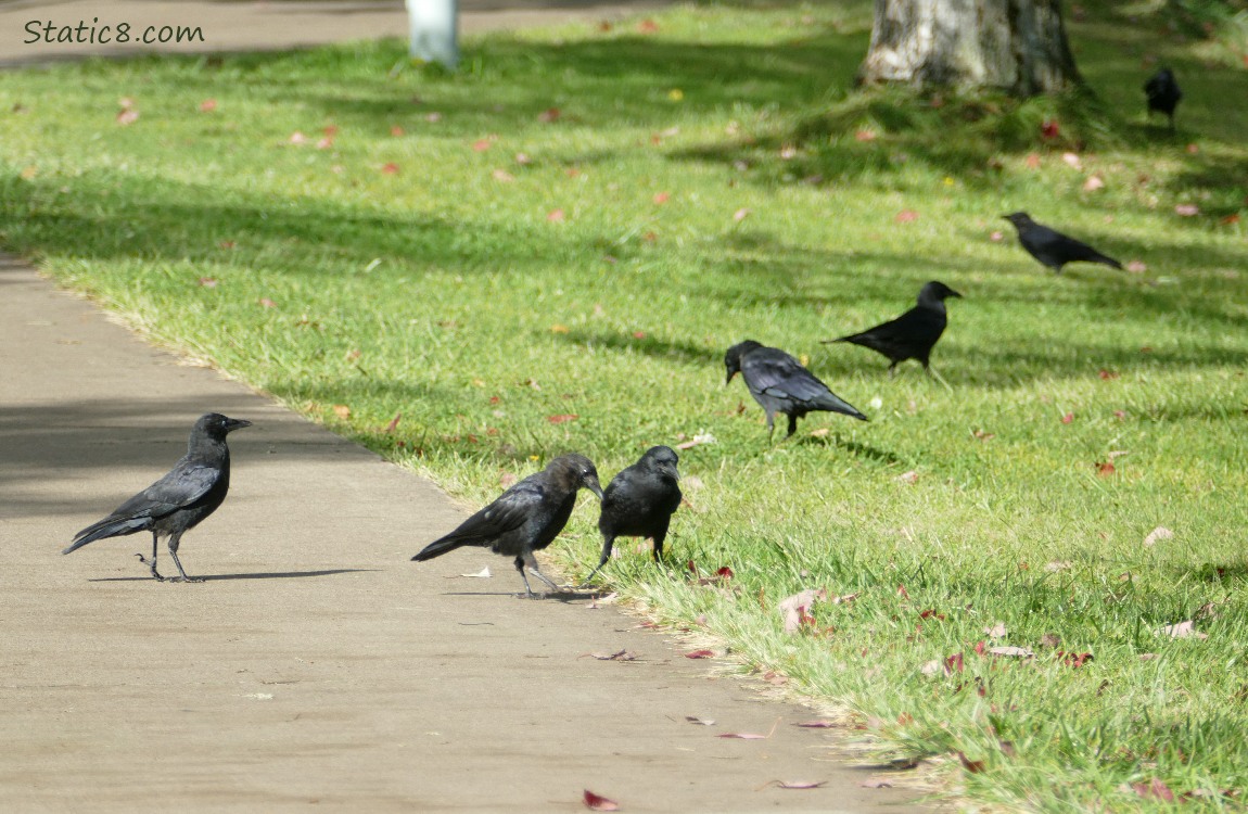 Seven crows on the path and in the grass, looking for bugs