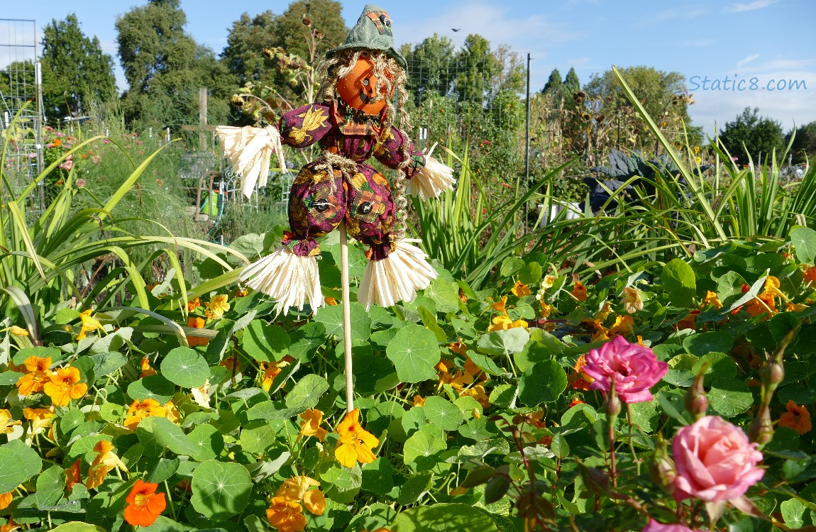 Scarecrow decoration surrounded by Nasturtiums