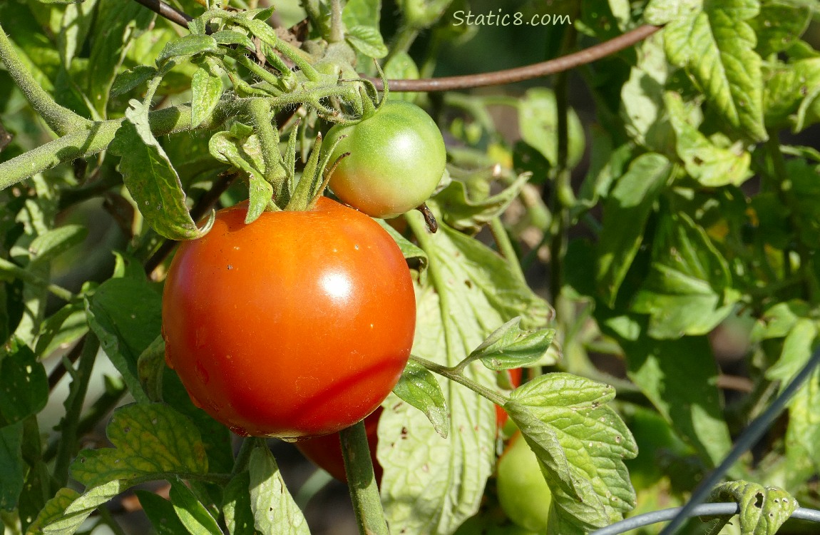 A big red tomato, next to a small green tomato, on the vine