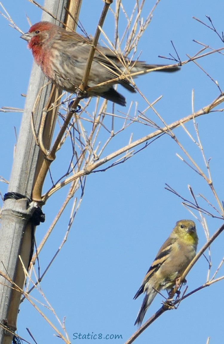 House Finch and Lesser Goldfinch standing on twigs