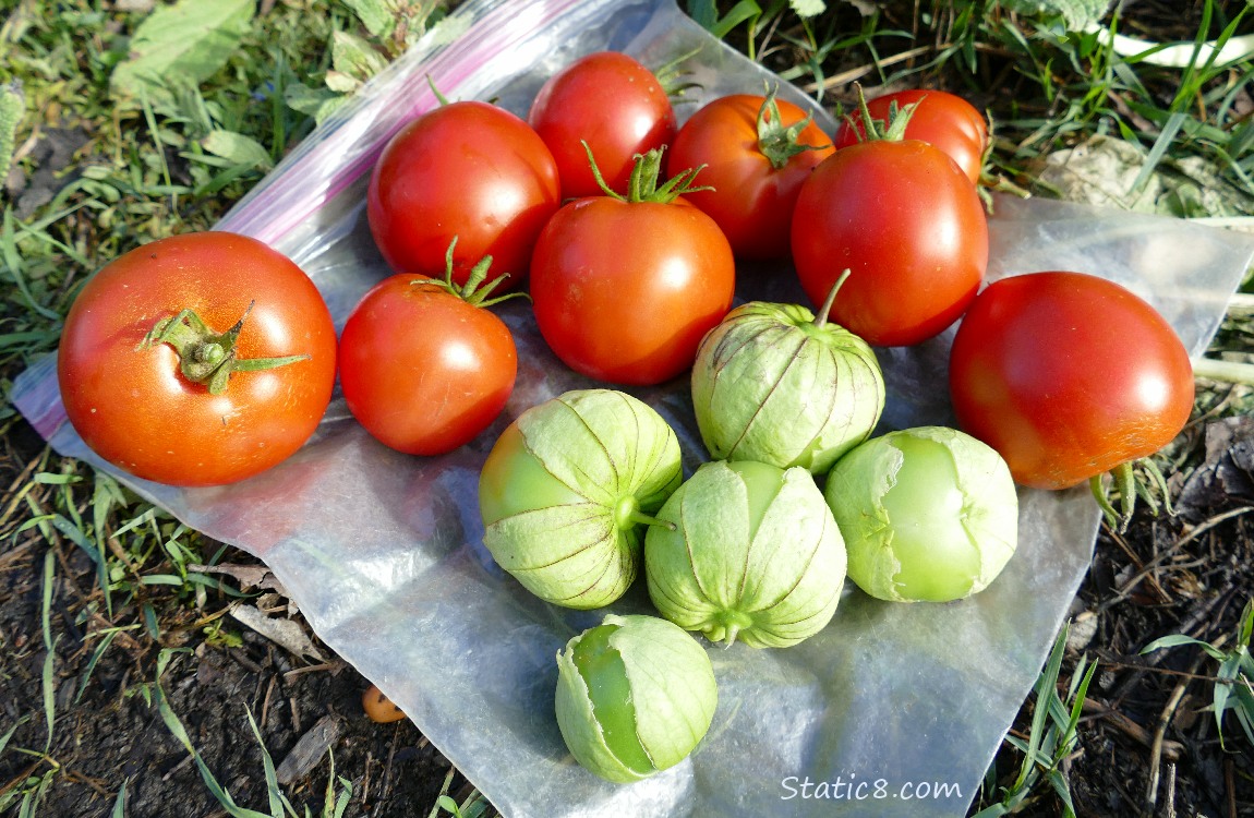 Tomatoes and Tomatillos harvested