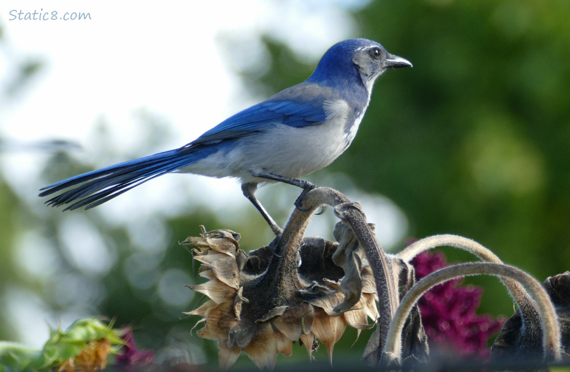 Scrub Jay standing on the stalk of a drooping, spent sunflower head