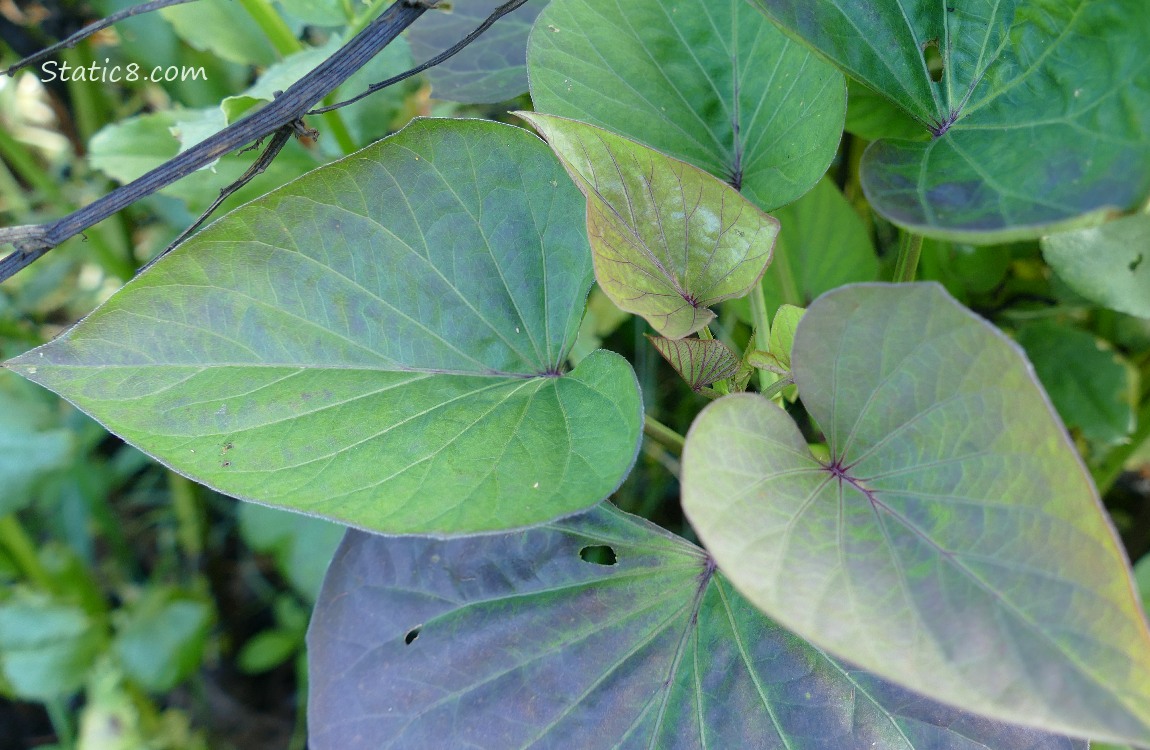 Sweet Potato leaves