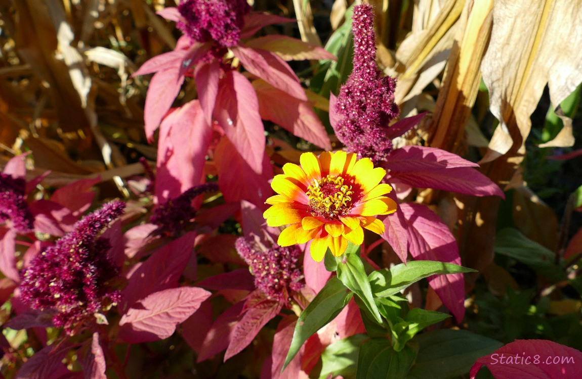 Zinnia bloom surrounded by red Amaranth