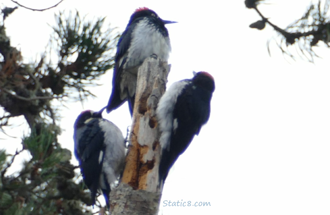 Three Acorn Woodpeckers standing at the top of a snag