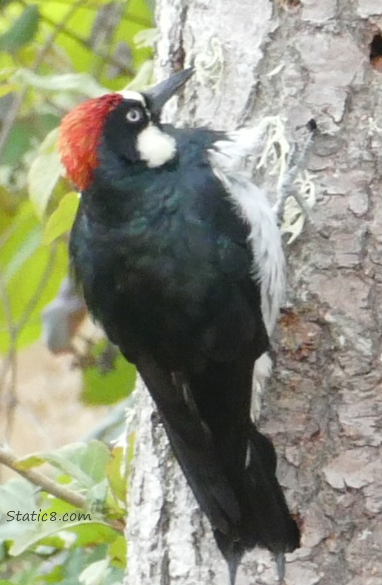 Acorn Woodpecker standing on a snag