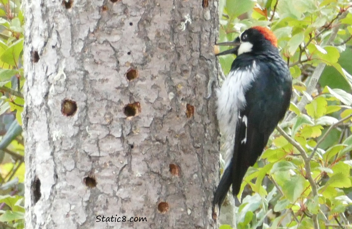 Acorn Woodpecker standing on a snag, holding an acorn in his beak
